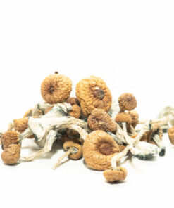 Blue Meanie Mushrooms