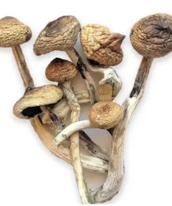 GOLDEN TEACHER MUSHROOM